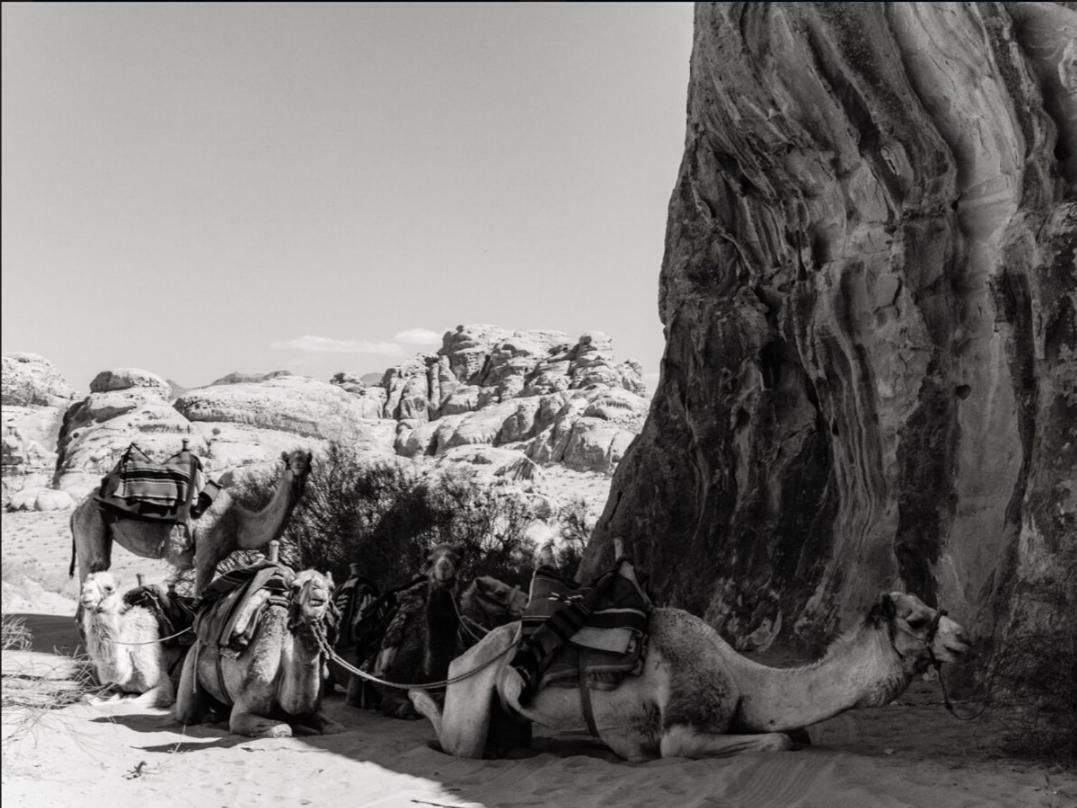 Wadi Rum Moon Camp Exterior foto